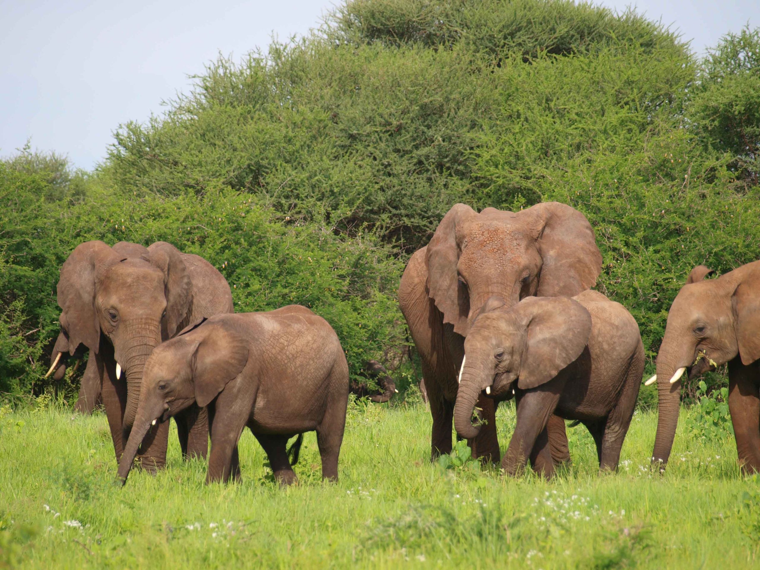 Embark on an unforgettable 3-day safari through some of Tanzania’s most iconic national parks.