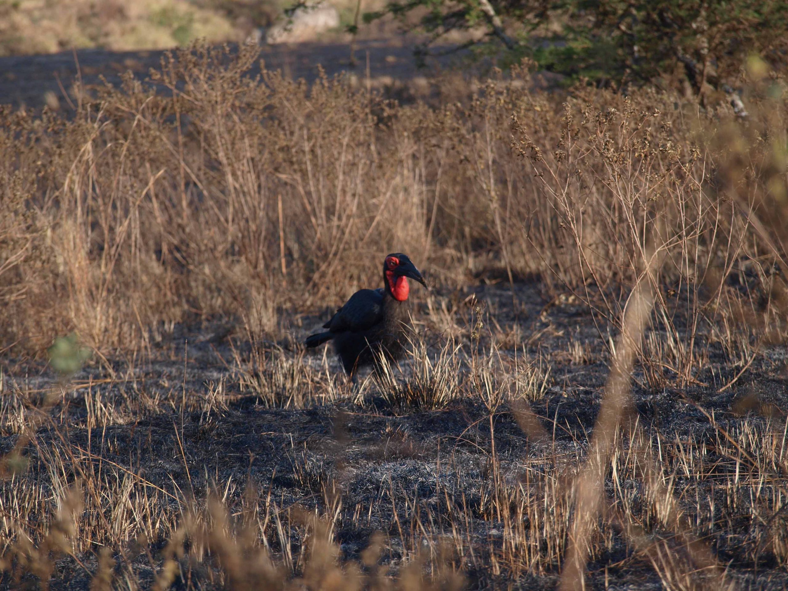 5 Days Tarangire – Serengeti – Ngorongoro Safari