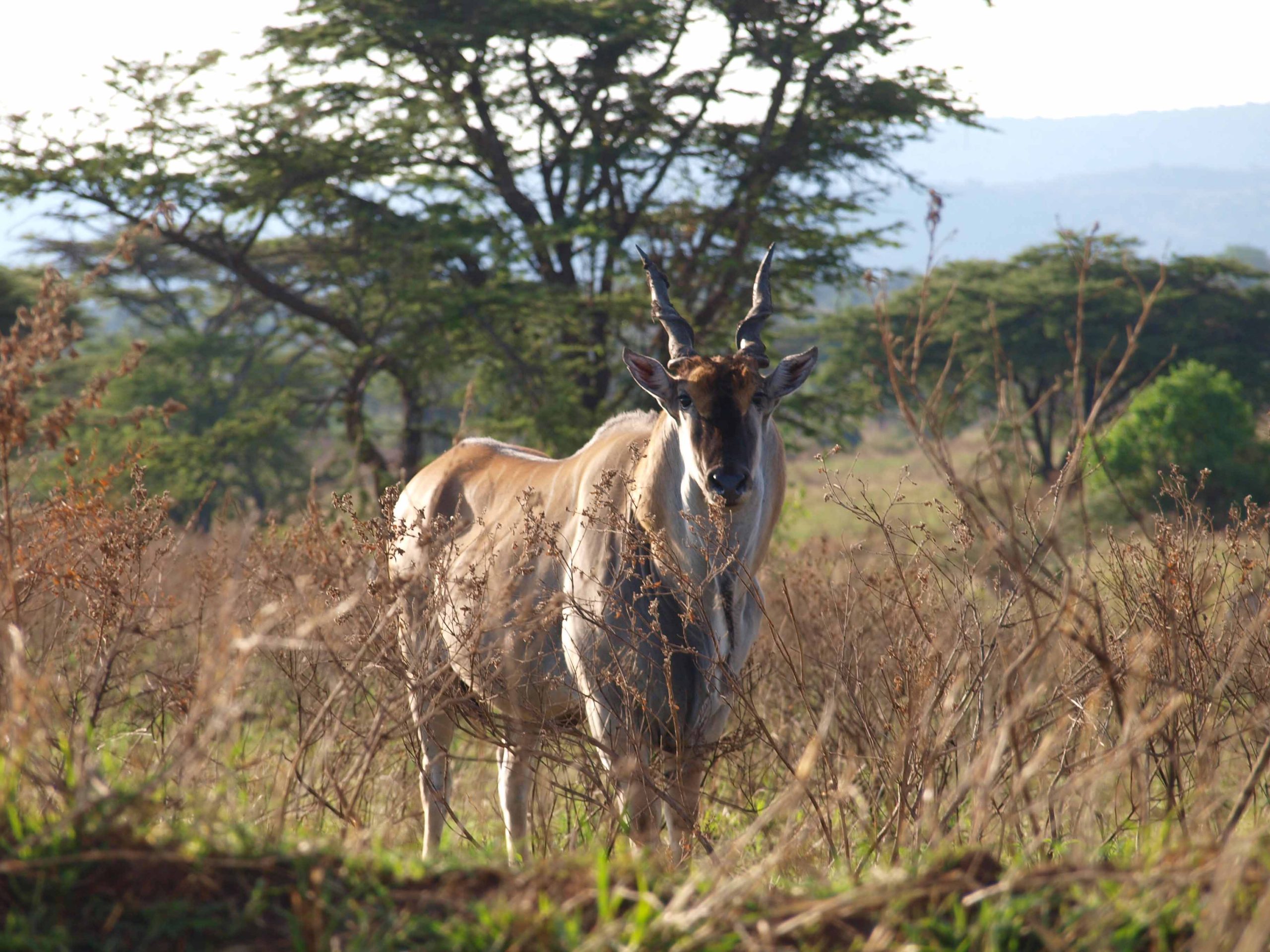 This 7-day safari is the ultimate Northern Tanzania adventure, combining the majestic elephants of Tarangire, the vast Serengeti plains, the breathtaking Ngorongoro Crater
