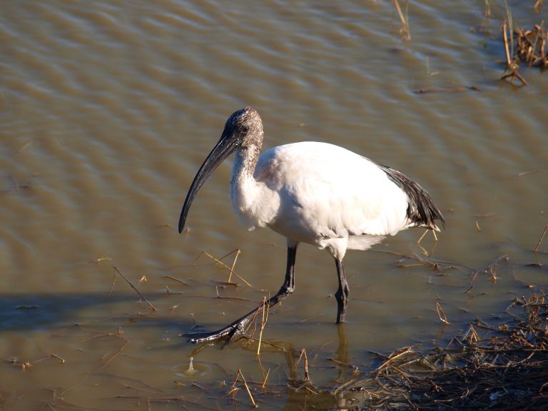 20 Days Northern Parks Grand Safari